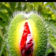 Screenshot_20251012_112553_Gallery